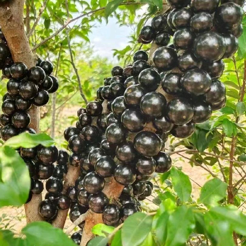 小娟嘉宝果农场