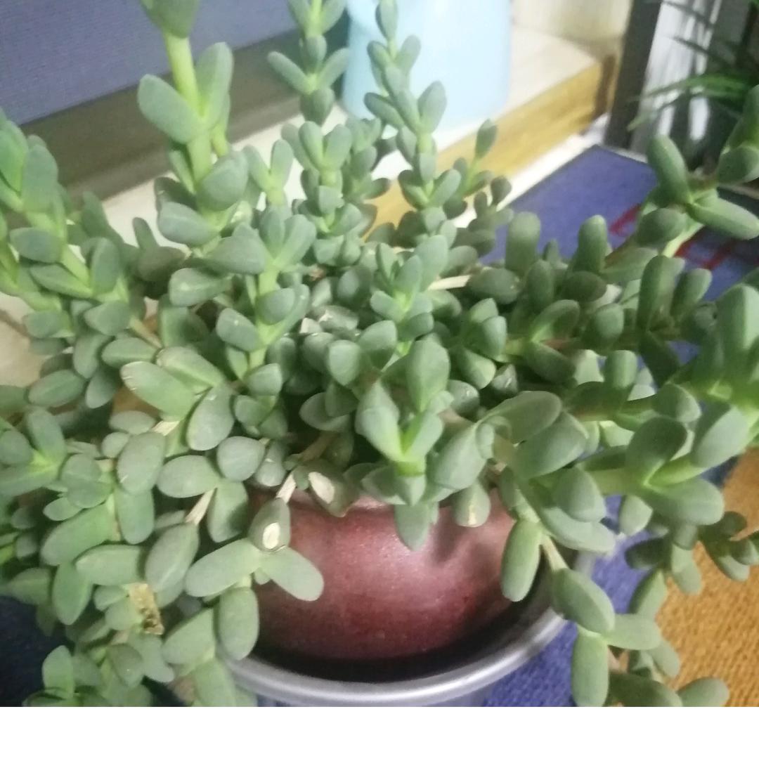 何成吾