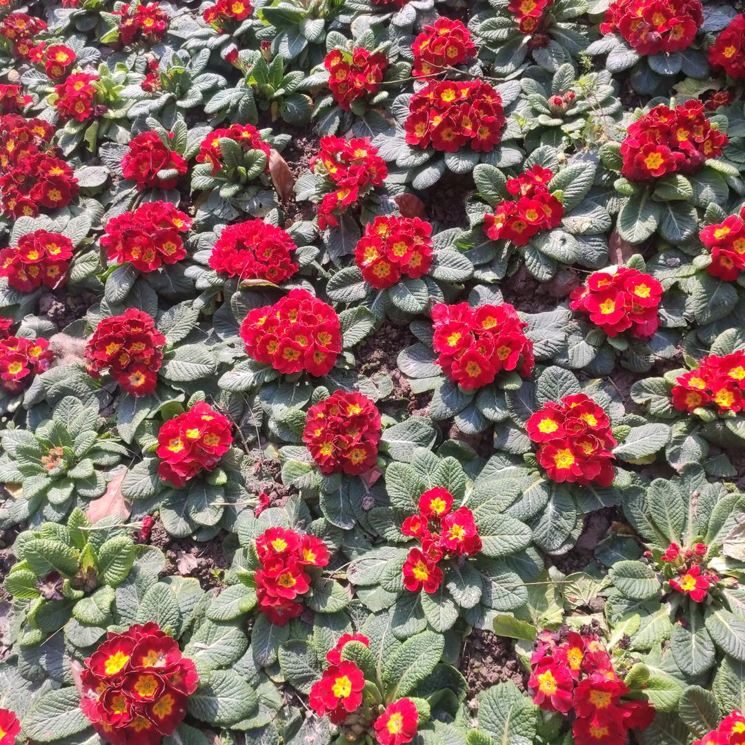 ღ᭄ꫛ💞є⃝小慧᭄ྀ