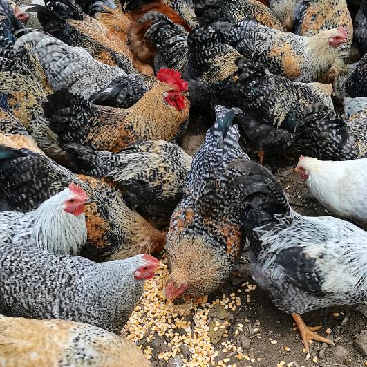 小康-专业批发各种鸡鸭鹅