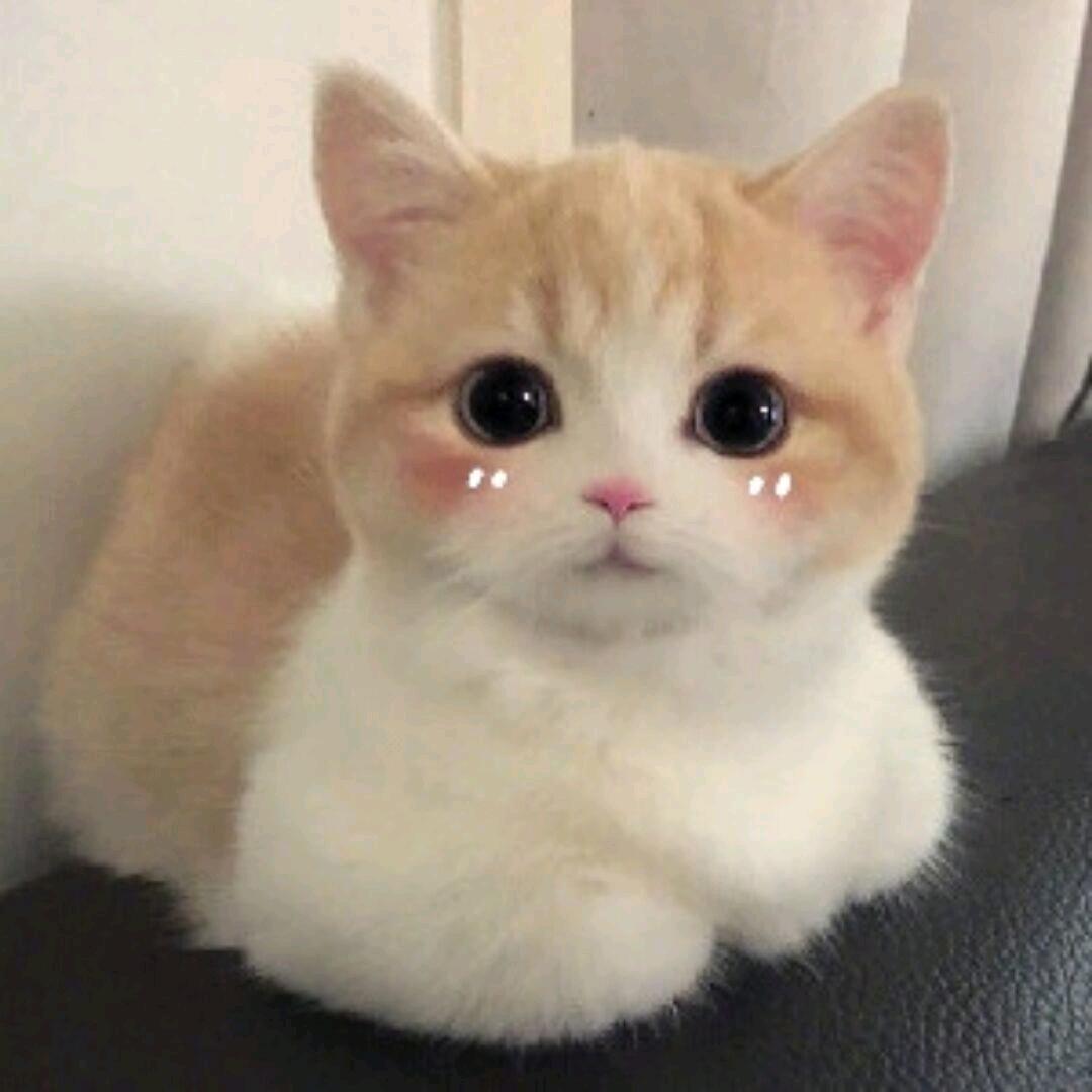 楚泽🥥