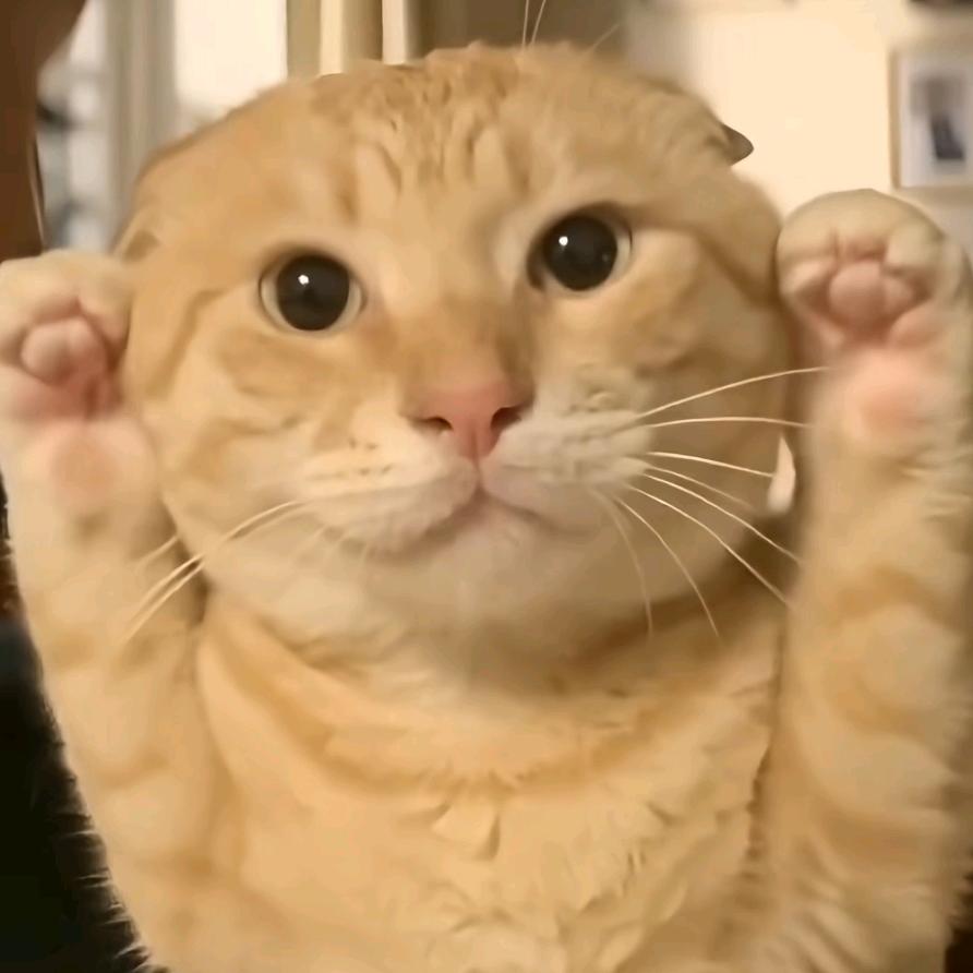 不爱考研（吃香菜版）