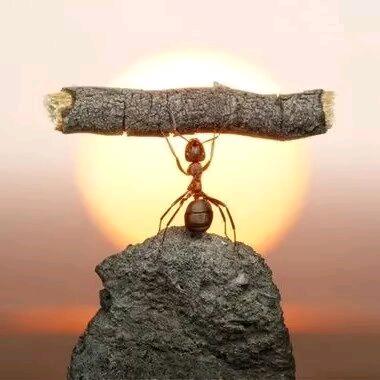 蚂蚁🐜