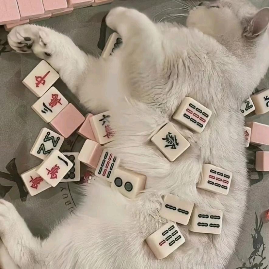 A00抖音运营策划～赵