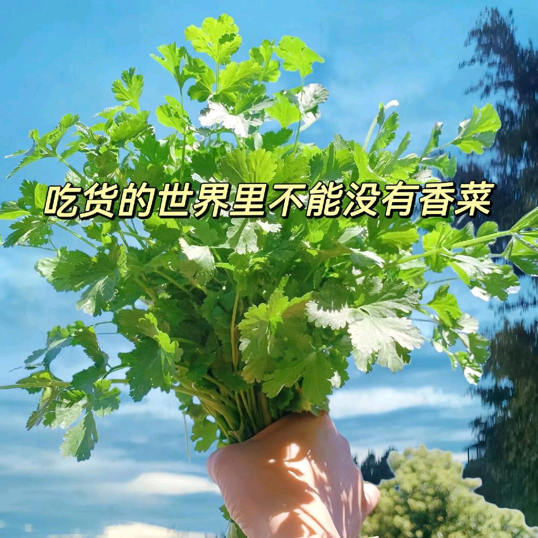 芫荽（漲粉中）