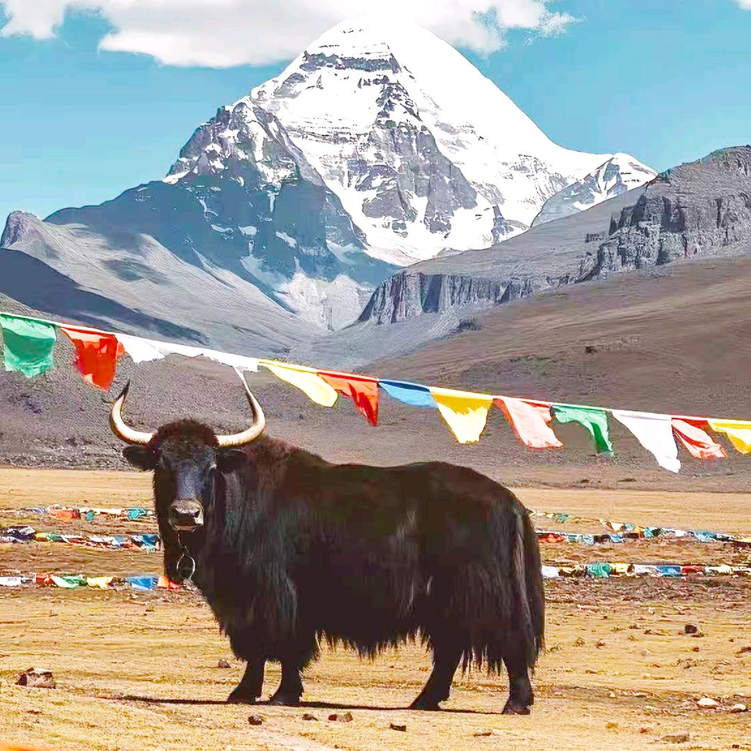 藏公子青藏高原牛奶