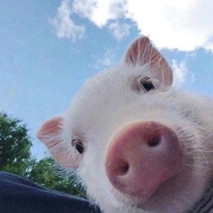🐷小猪猪🐸²⁸︍︉︍︍⁹³