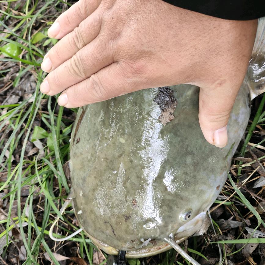 黑曼巴小头爸爸