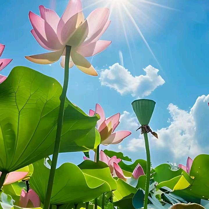 天高云淡