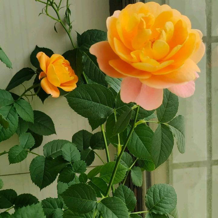 小花🌹