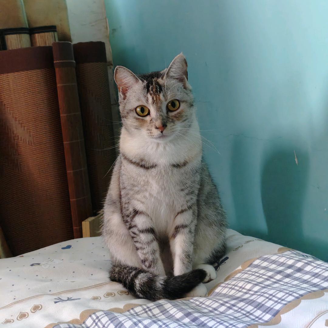 我有一只神经喵