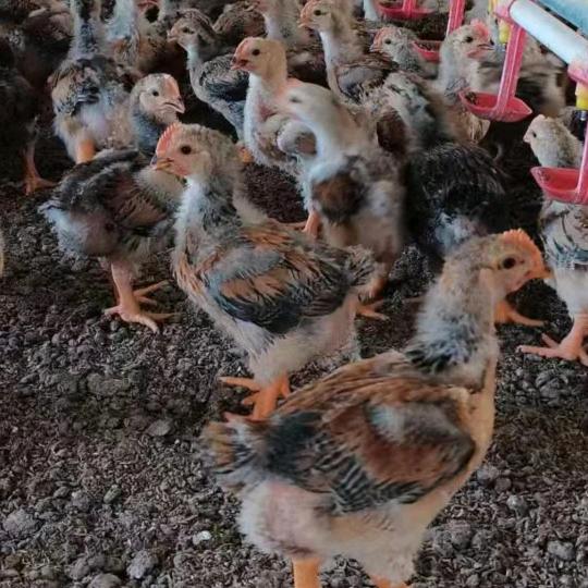 黔西好鸡汇家禽经营部