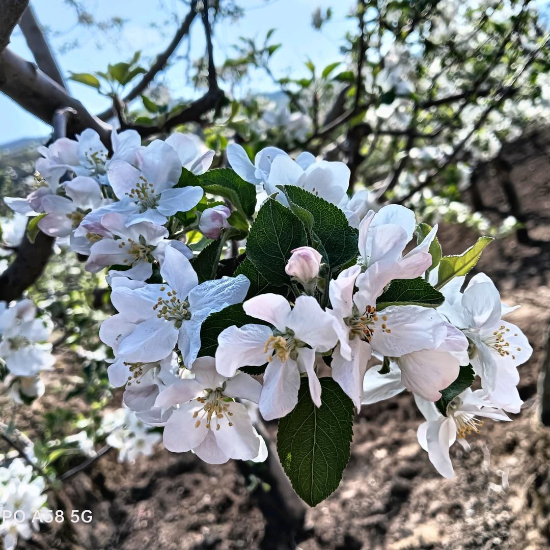 卖苹果的小姐姐