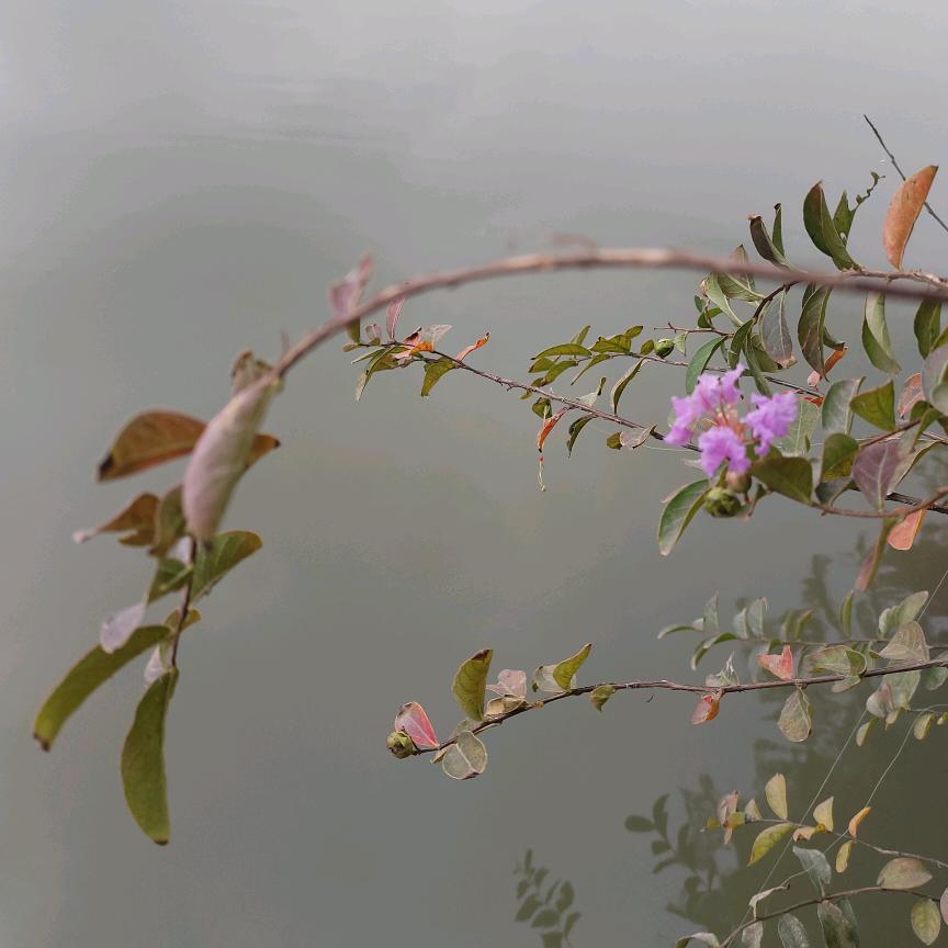 一苒