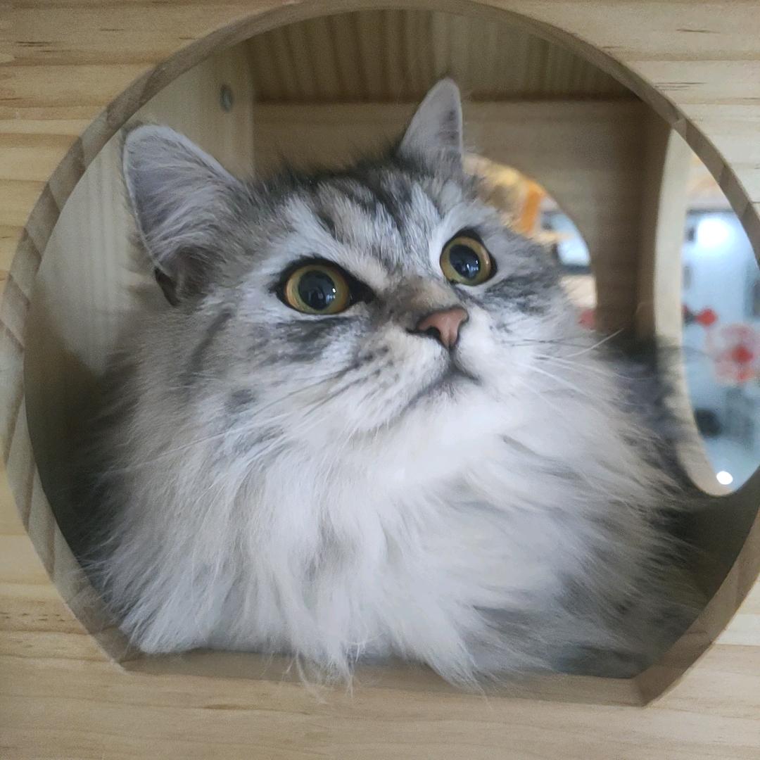 淘淘
