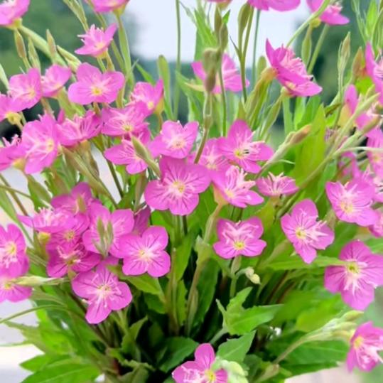 老李上午8:10分开播)