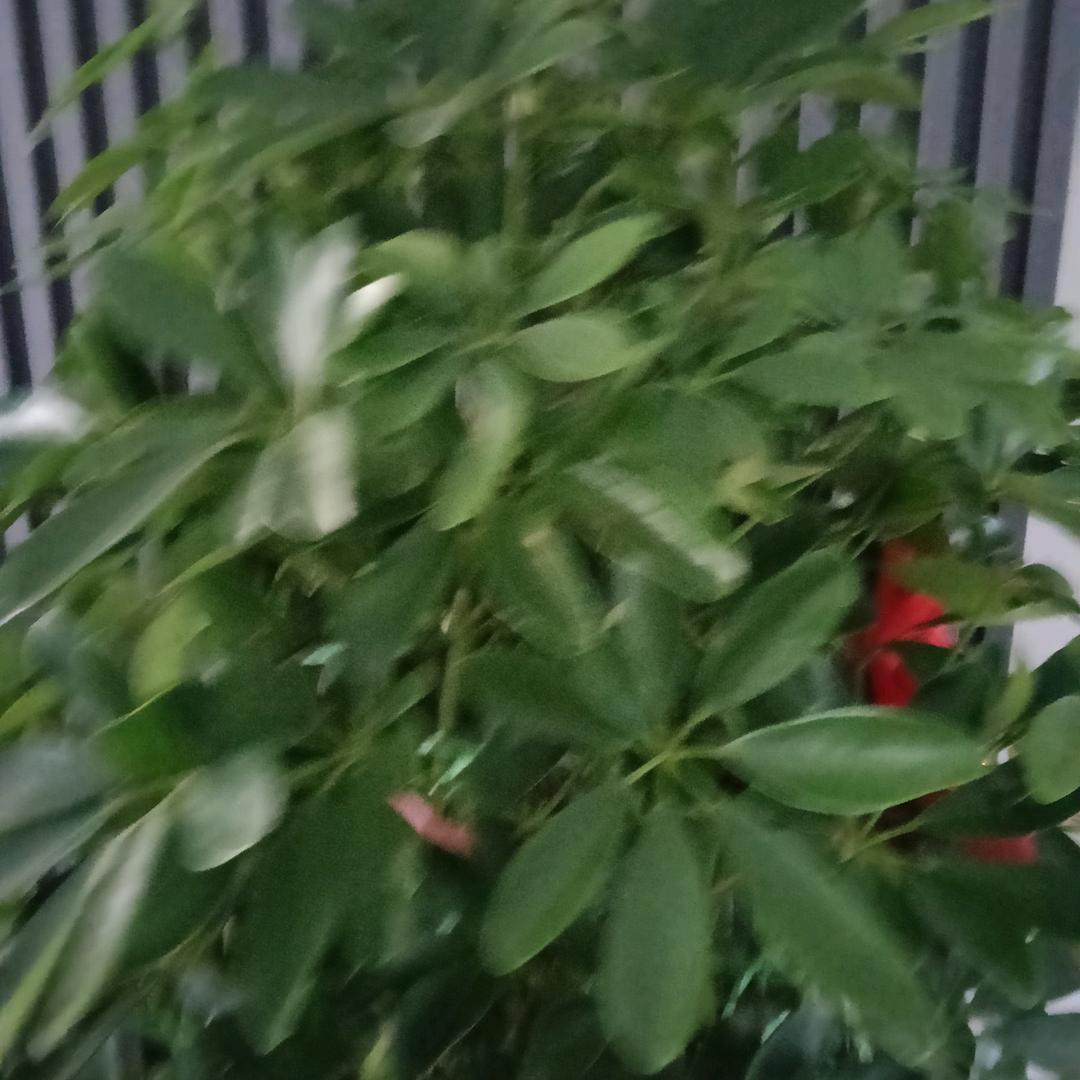 零枝
