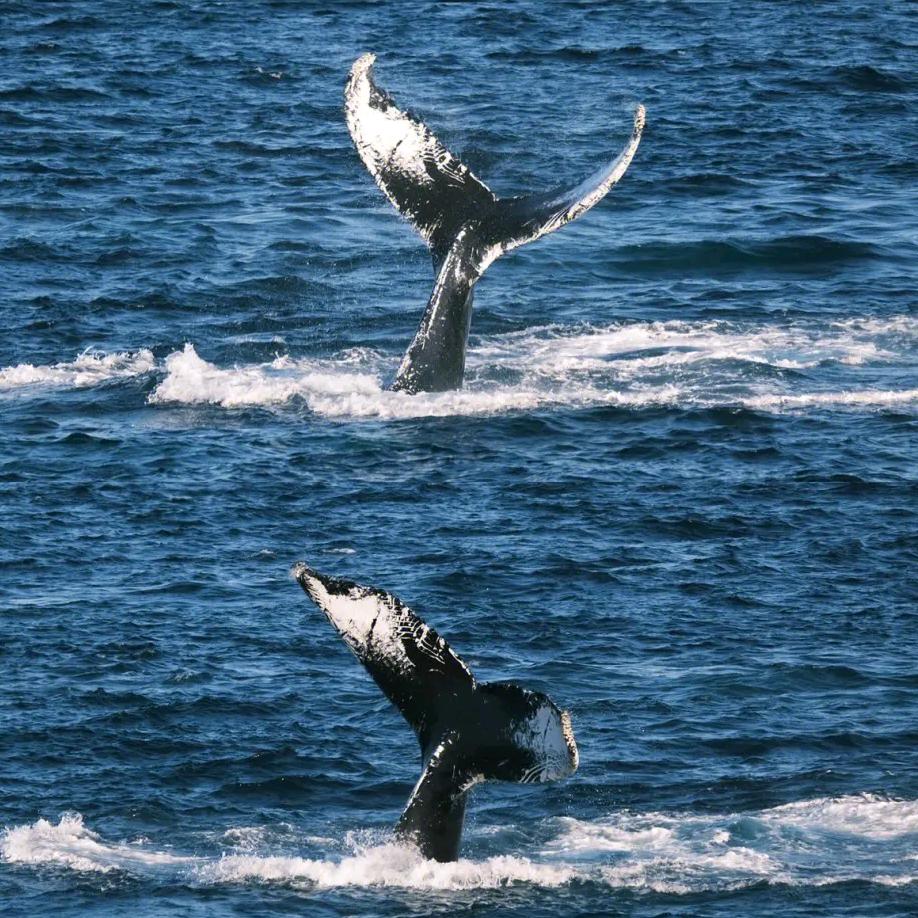 亚古兽不进化了