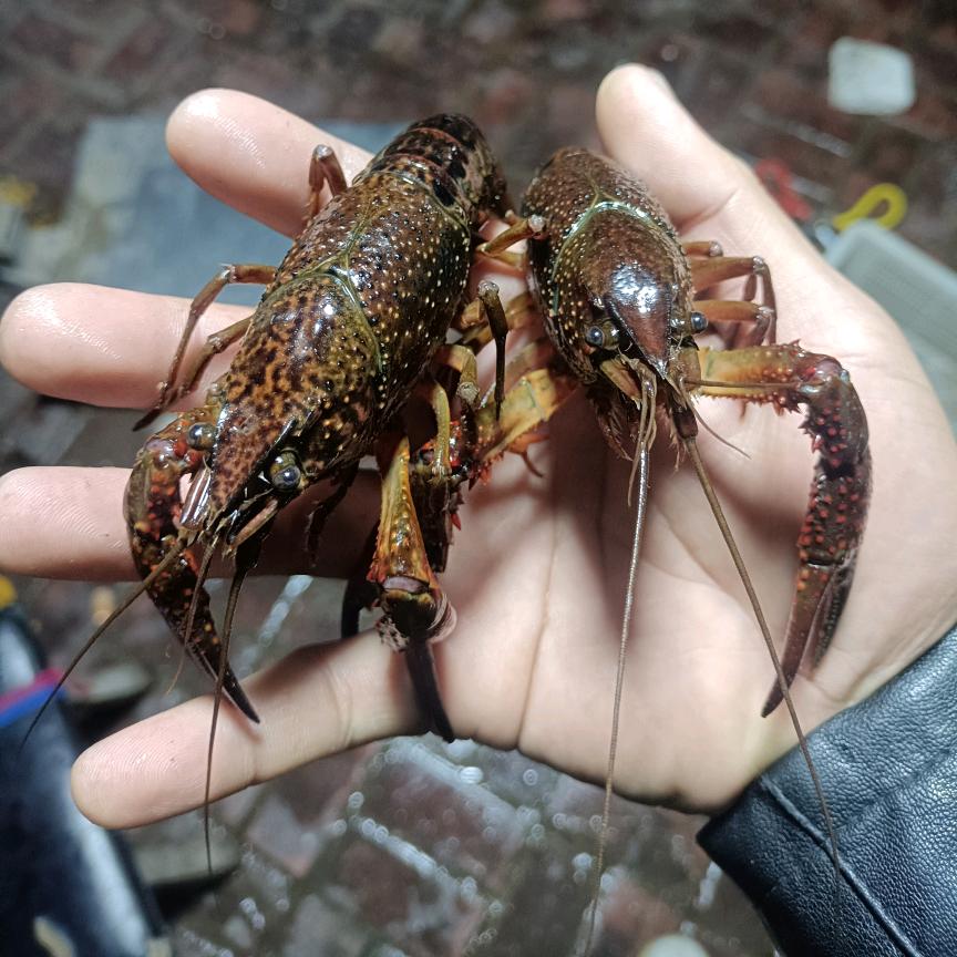 大奔龙虾