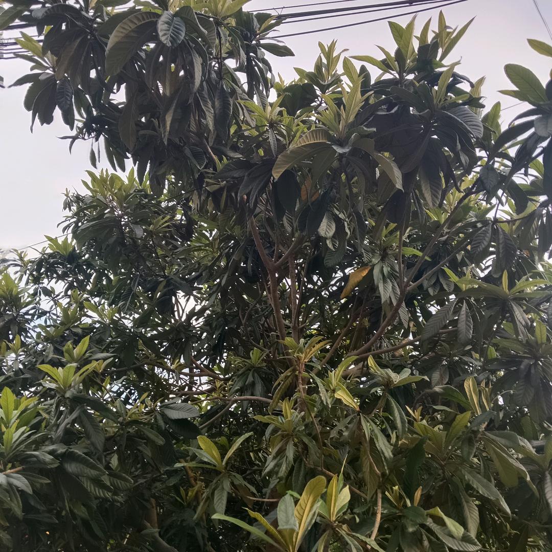 天性