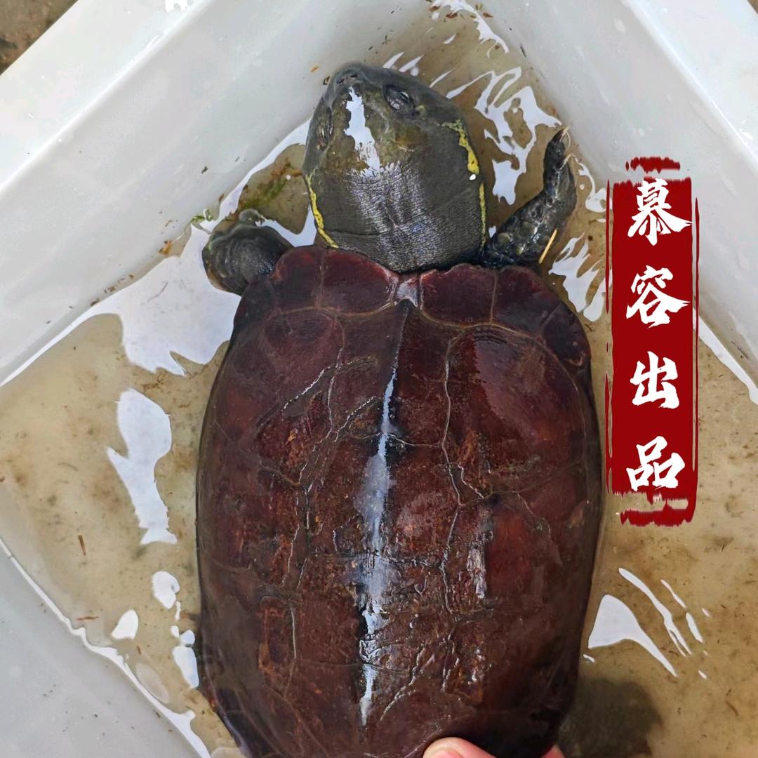 慕容科宇（大头草）