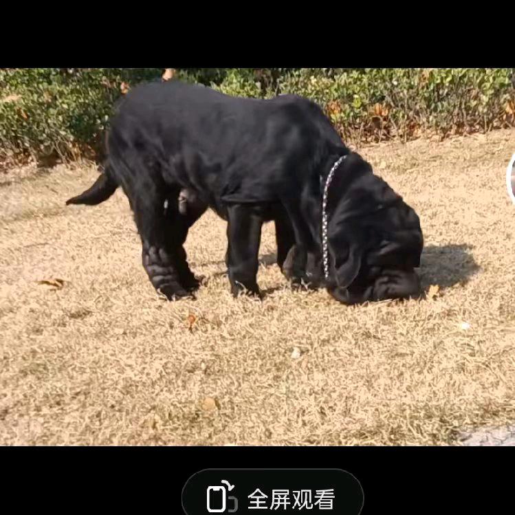 安徽淮北阿东拉布拉多，恶霸犬
