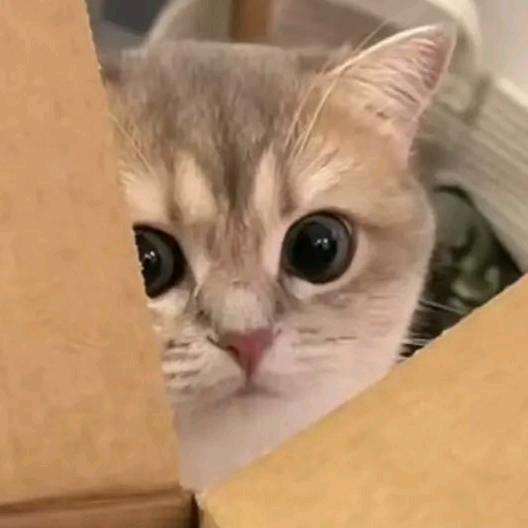 哈喽啊