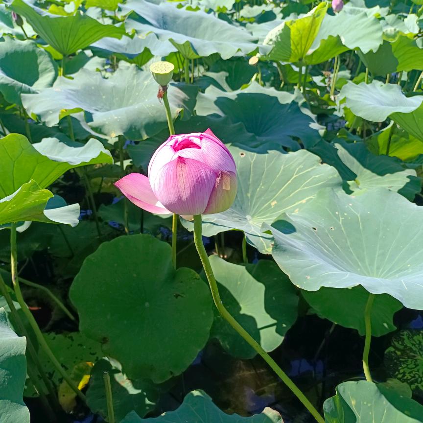 莱恩特