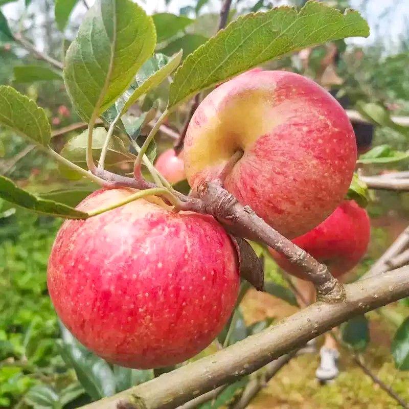 沭阳县春醉知花卉苗木有限公司企业店