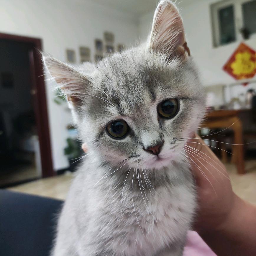 大猫儿