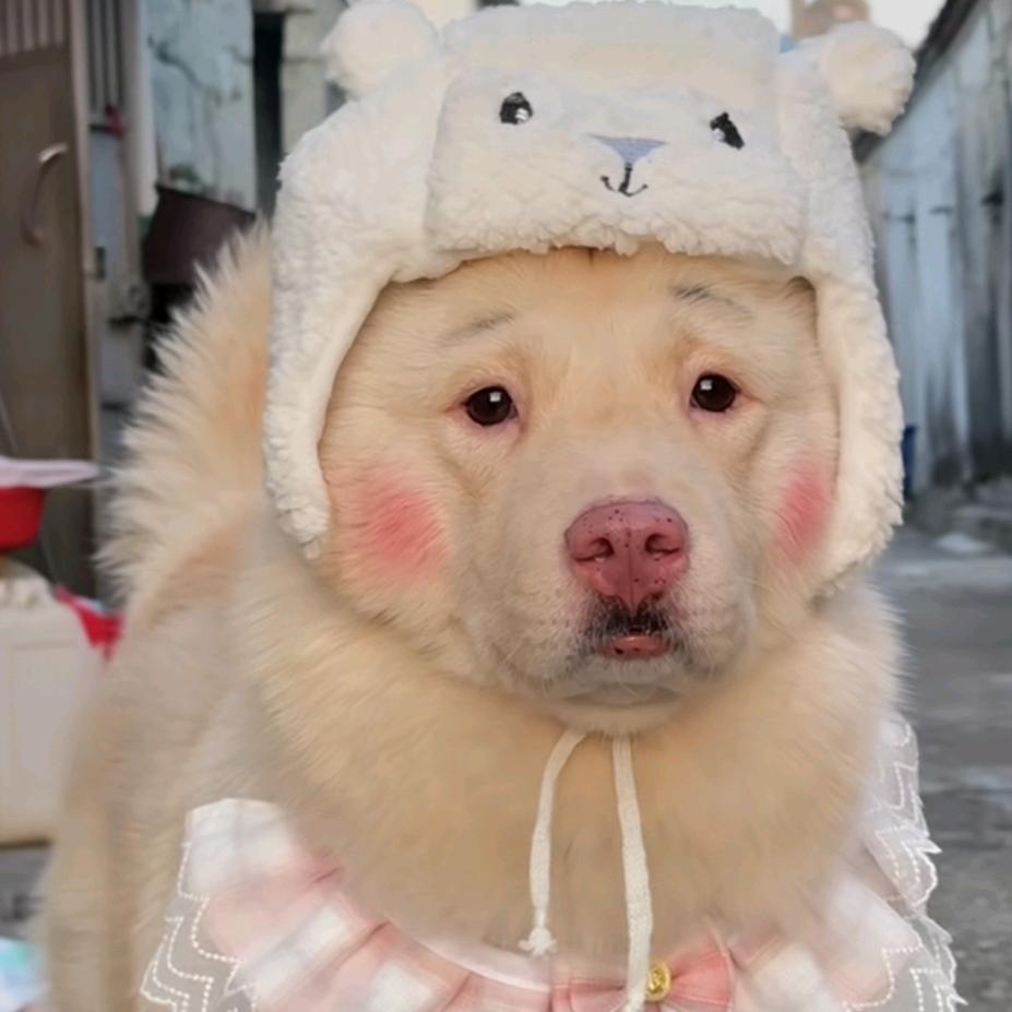 配音乐的剧都不好看头像