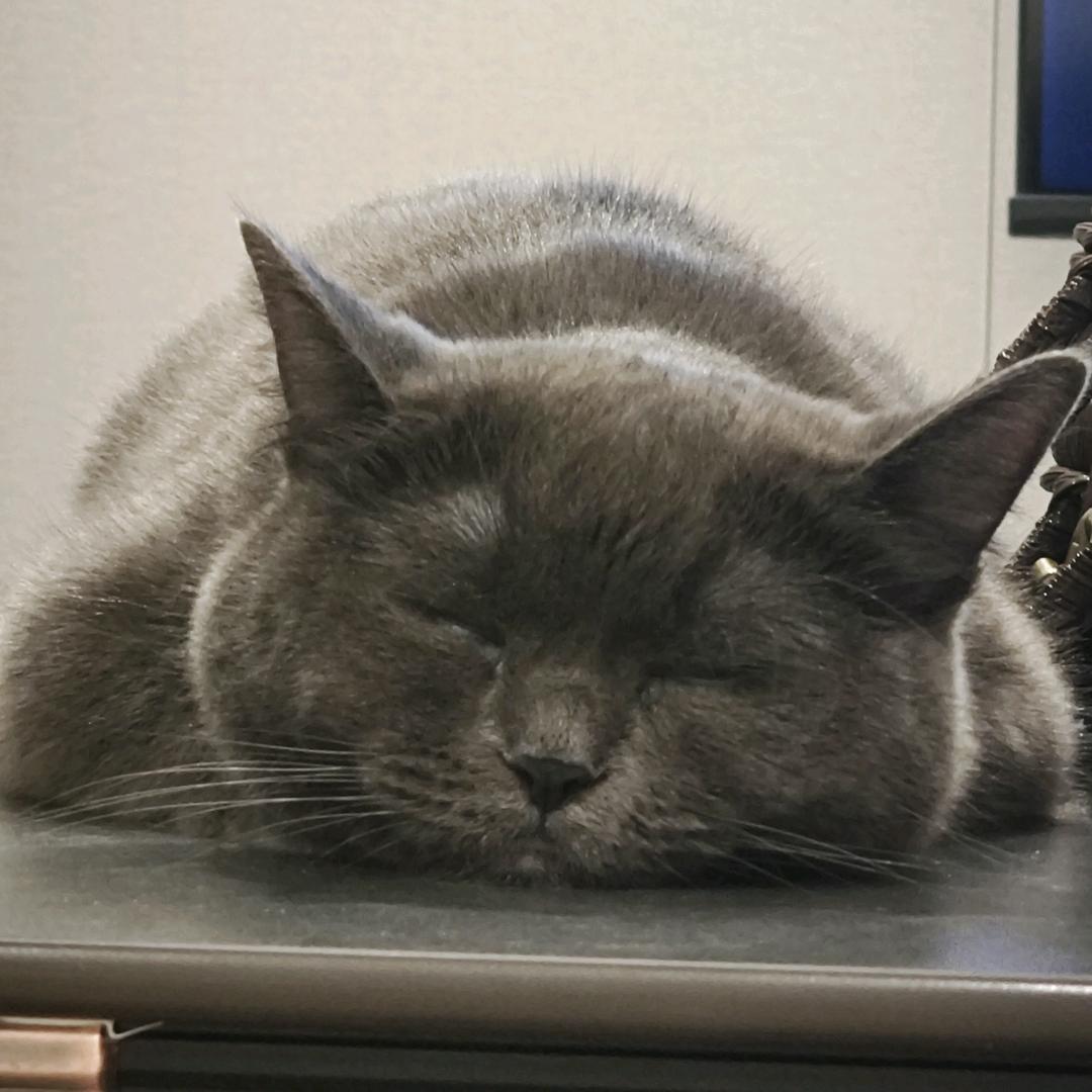 张兮兮🐱