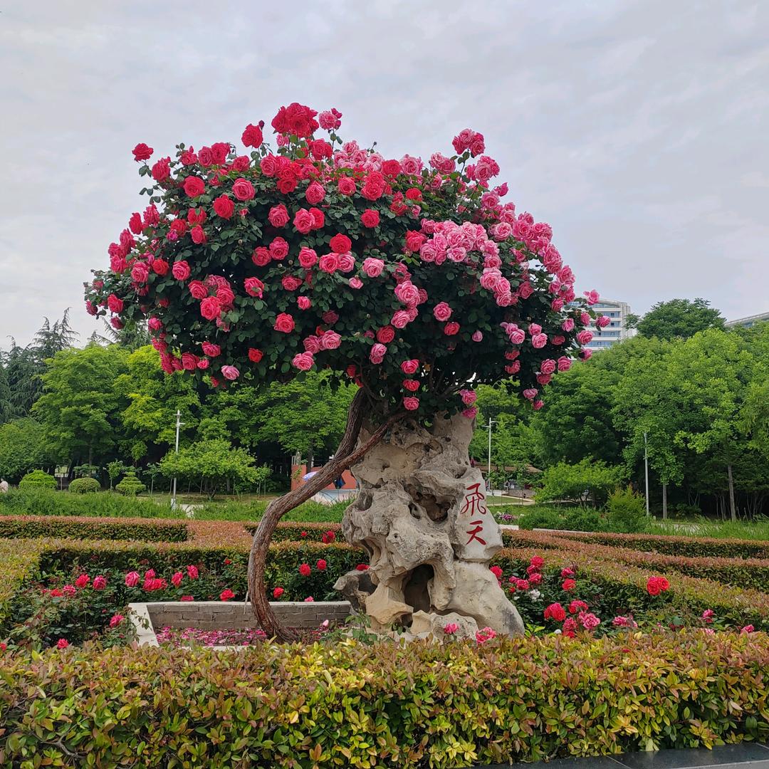 红叶
