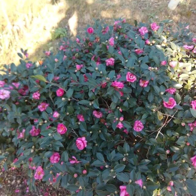 回收各种废品，专业拆除