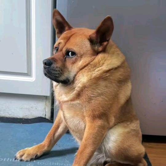 狗哥