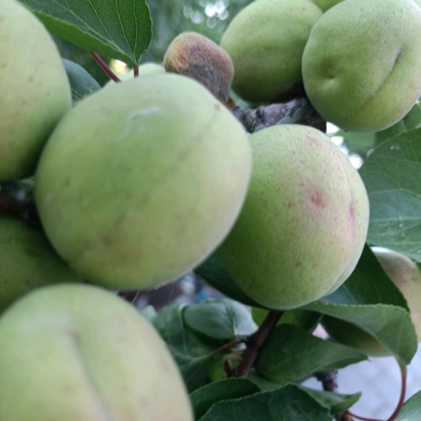 用户137527108603，王芹书