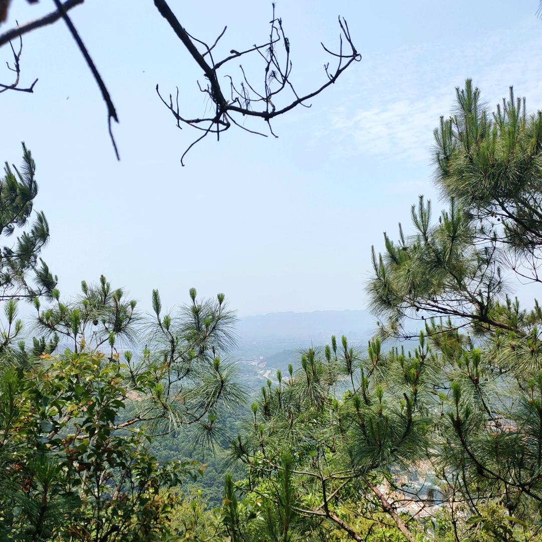 农村山货土茯苓