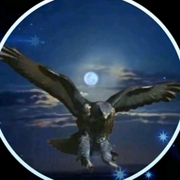 孤鹰🦅夜雨