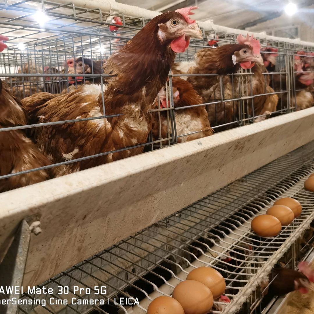 初心畜禽养殖场