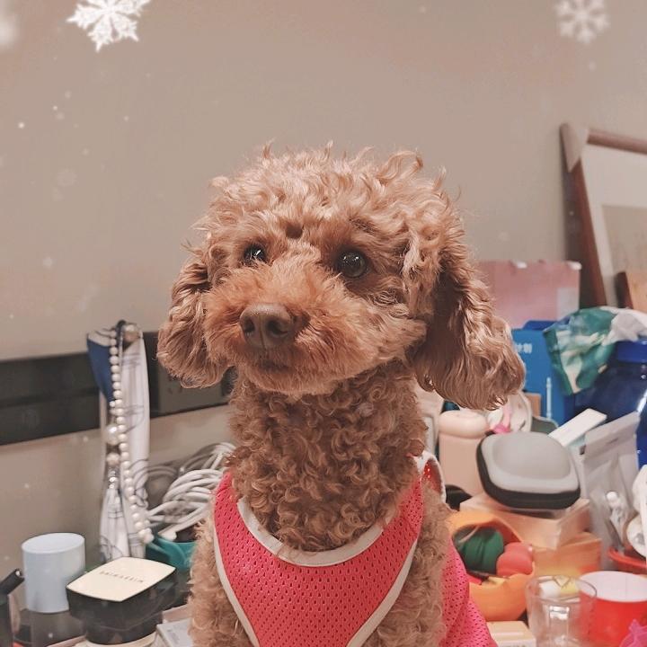 小猪哥乔治