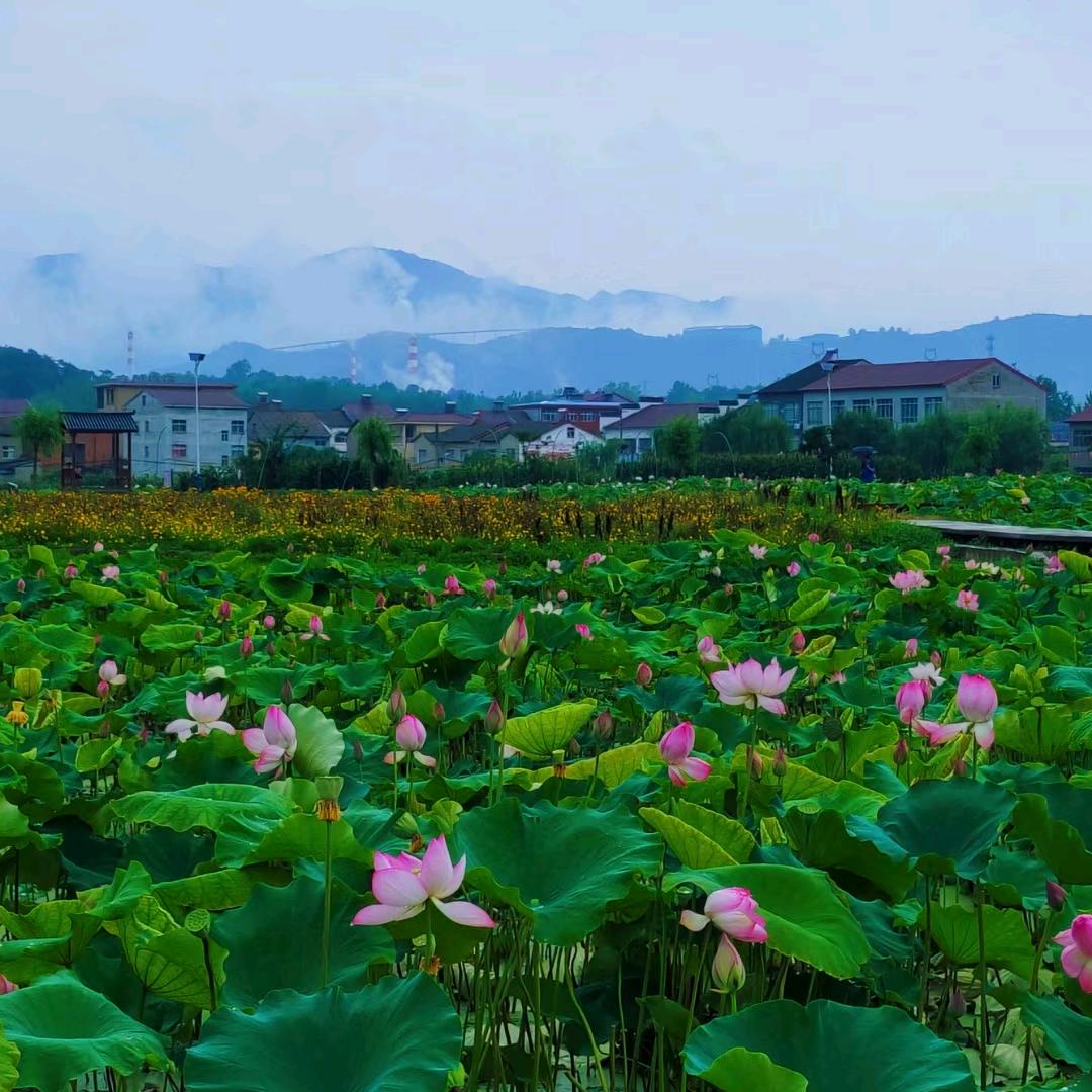 🌈青青河边草🌿