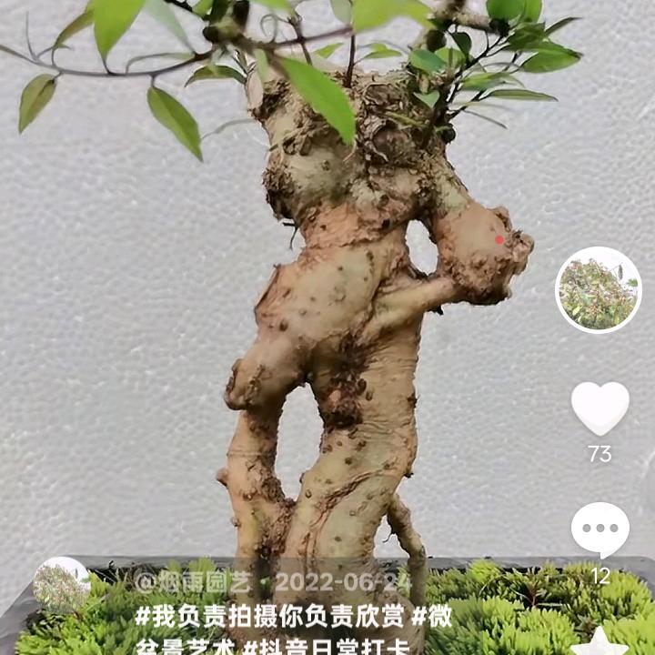 @烟雨园艺