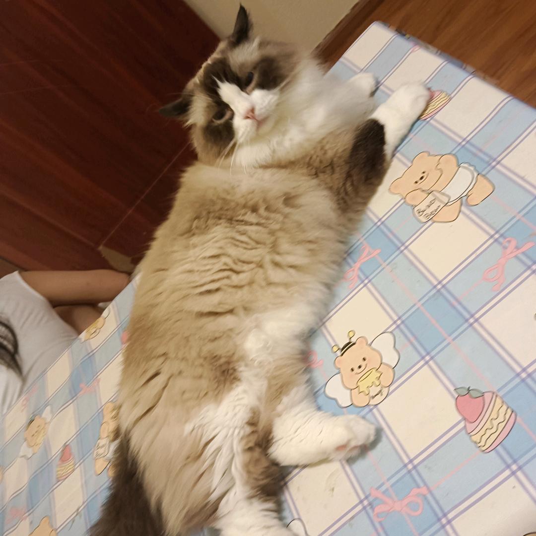 扶摇直上