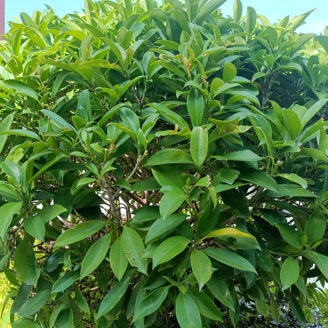 红娘护工