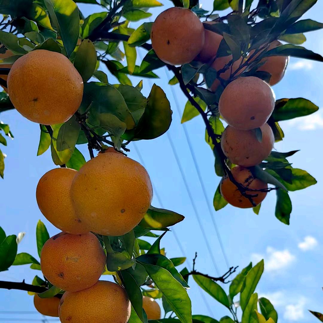 涌泉蜜桔缙云店