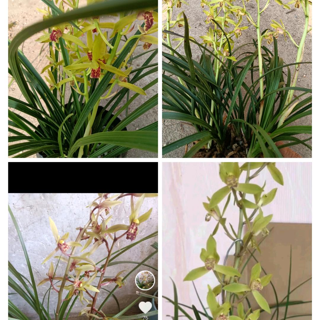 山沟沟的兰花草