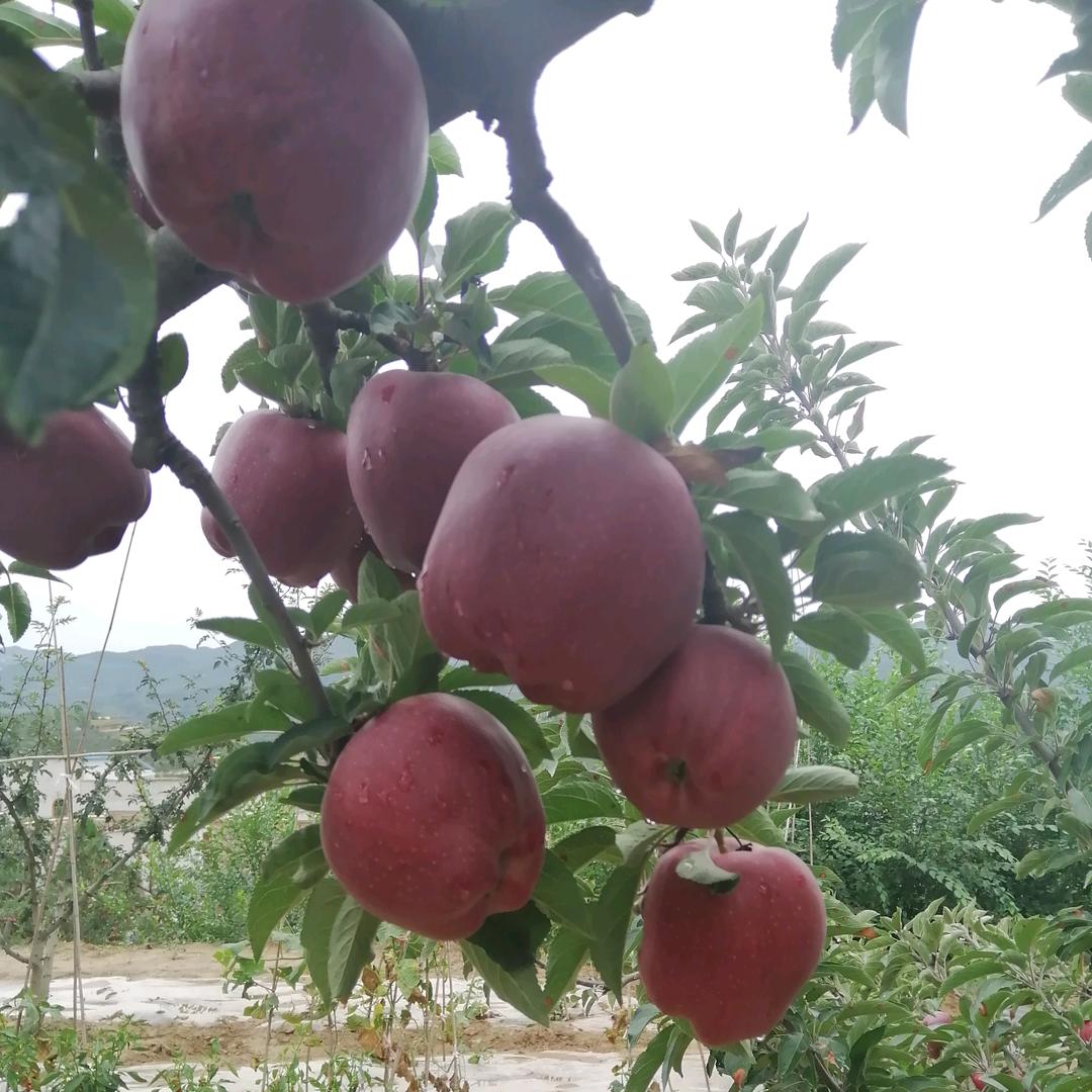 花牛苹果代办，代收，代发