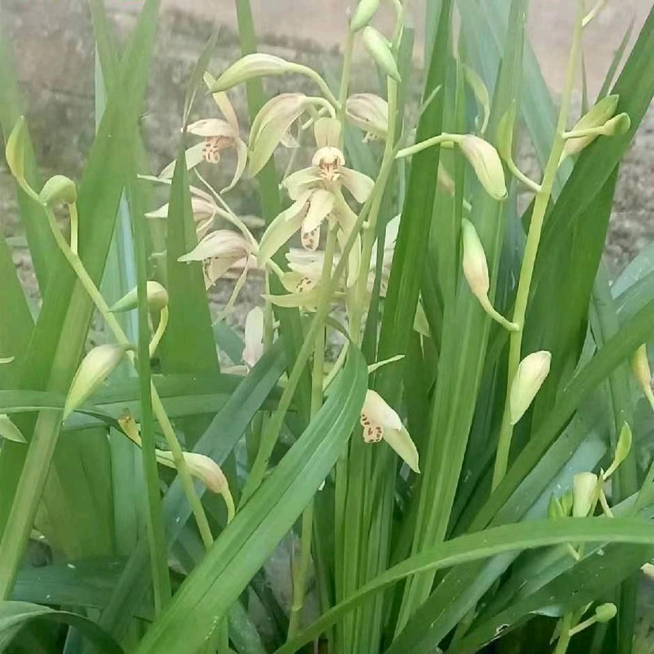 小不点