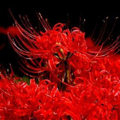 彼岸已花開☀️¹²¹