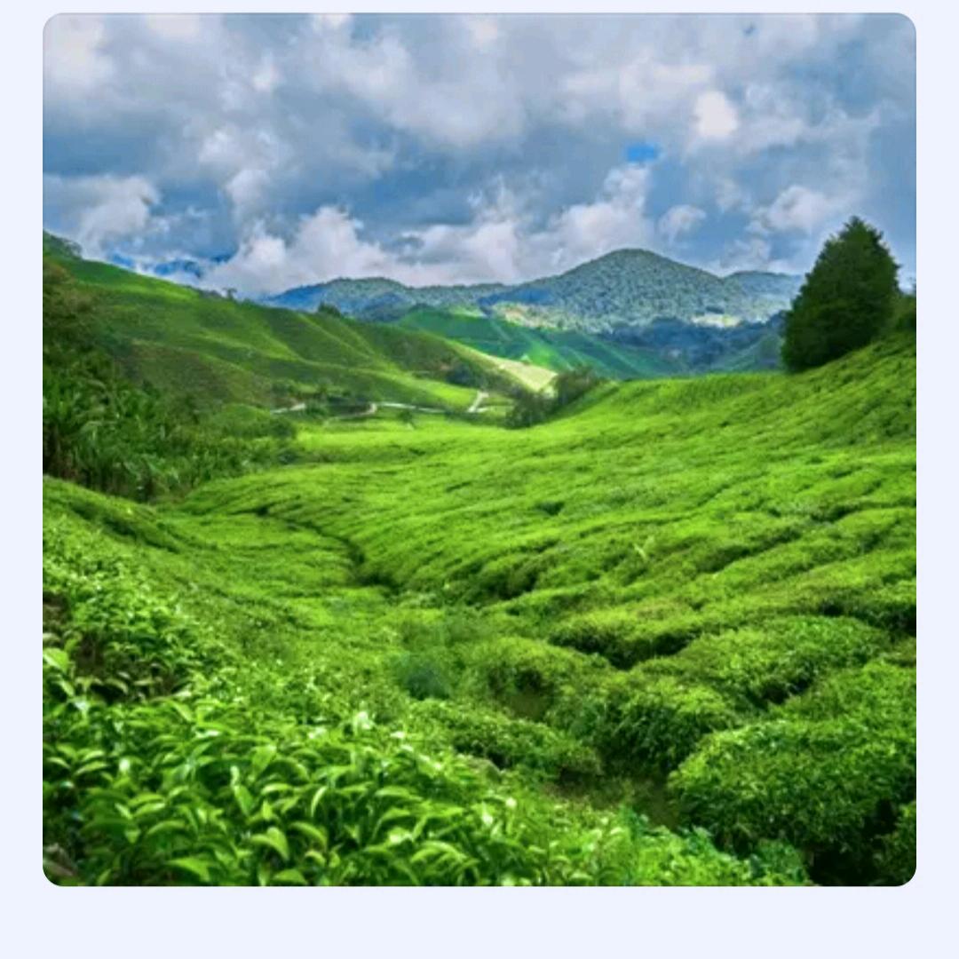 福贵花开